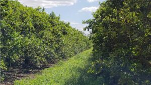 IMG Citrus Makes Big Deal To Grow Its Crop Portfolio