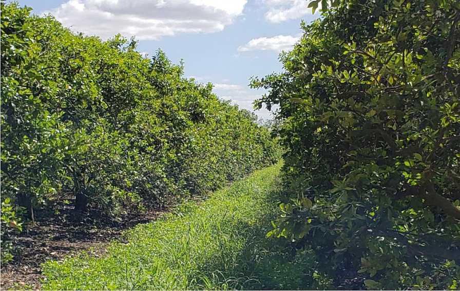 Return of Aldicarb in Florida Citrus Denied by State Agriculture Department