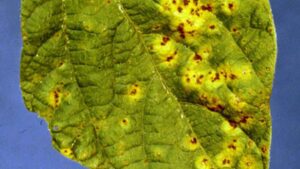 Get the Best of Bean Rust Before It Erodes Your Crop