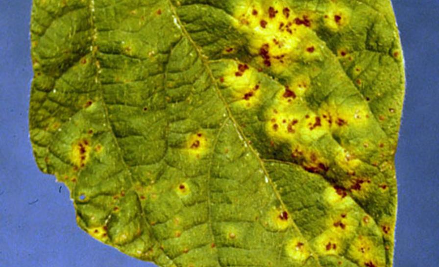 Get the Best of Bean Rust Before It Erodes Your Crop