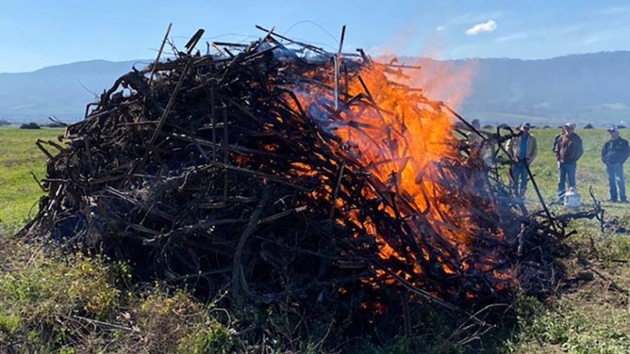 New Study Proves Potential of Biochar To Boost Soil Health
