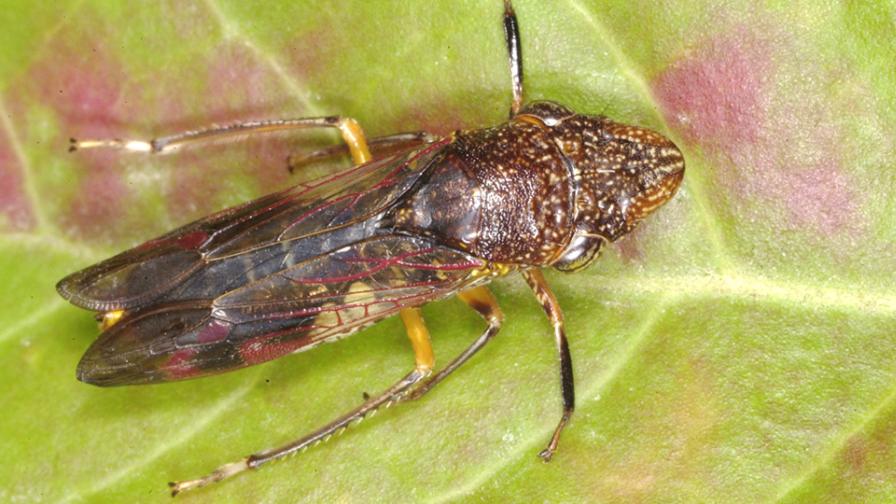 Modern Ag Technology Takes New Aim at Glassy-Winged Sharpshooter