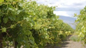Grow Grape Crop Expectations With a Good Vine Health Program