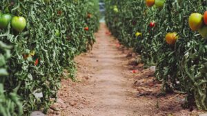 Can Beneficial Bacteria Help Growers Improve Vegetable Yields?