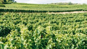 7 Ways Growers Can Improve Soil Health