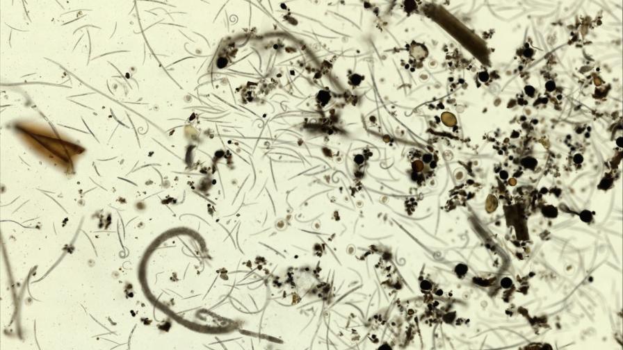 What To Know About the New Botanical Nematicide from BioWorks