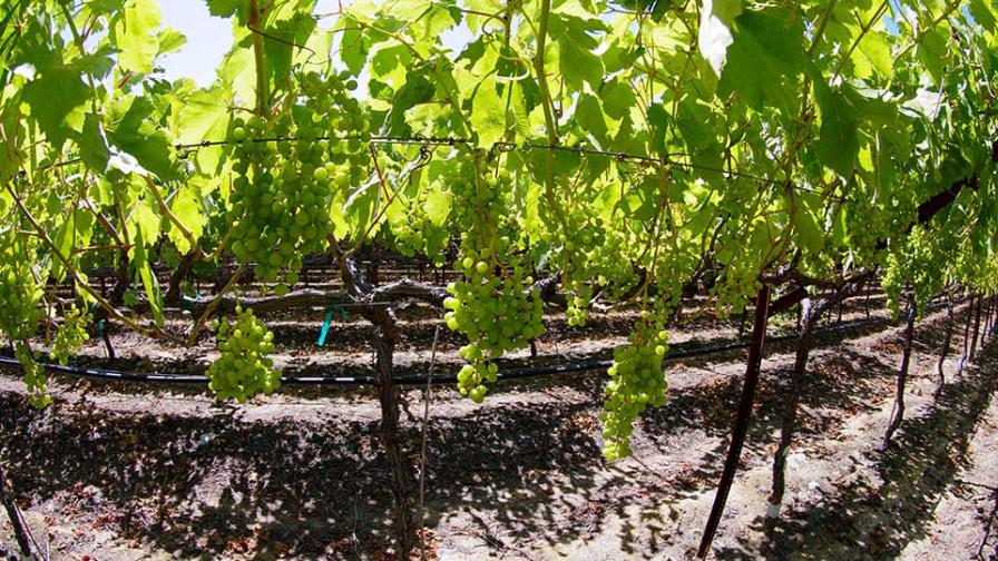 Nitrogen sufficiency symptoms in grapes