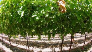Ways To Develop a Nitrogen Management Plan For Table Grapes