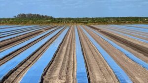 New Ways To Protect Produce Crops Grown on Plastic Mulch Beds