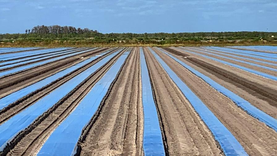New Ways To Protect Produce Crops Grown on Plastic Mulch Beds