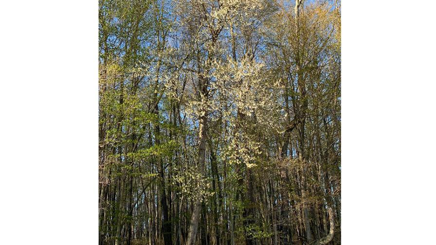 tall sweet cherry tree in the wild