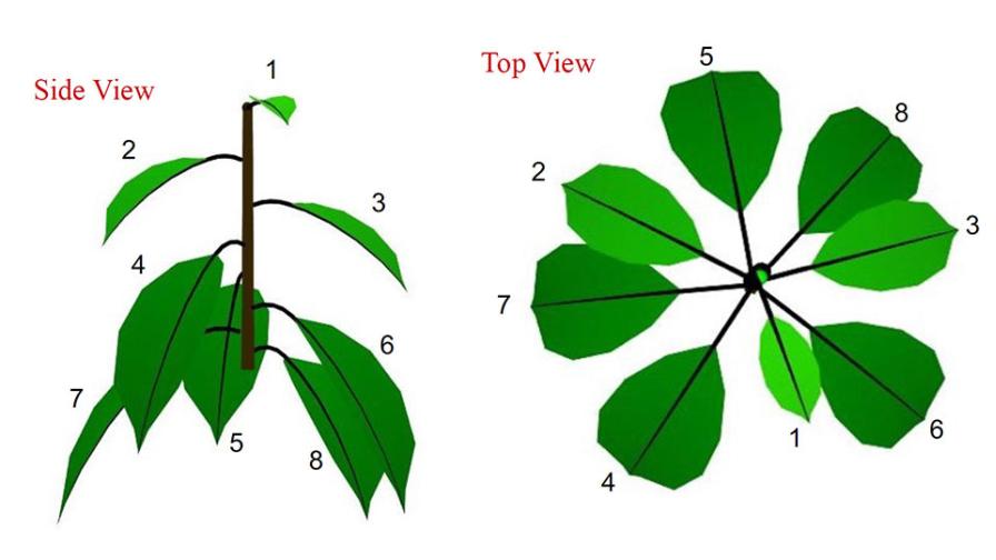 Fibonacci cherry leaf diagram