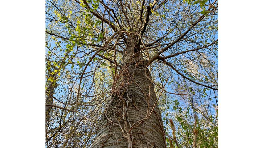 Fibonacci pattern on cherry tree