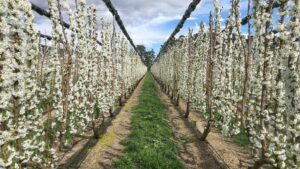 Harnessing Evolution as Cherry Production Systems Make Progress