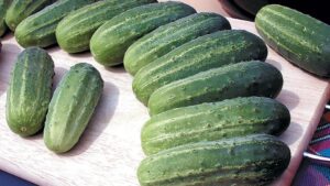 Avenger (Bejo Seeds | Gowan Seed Company)