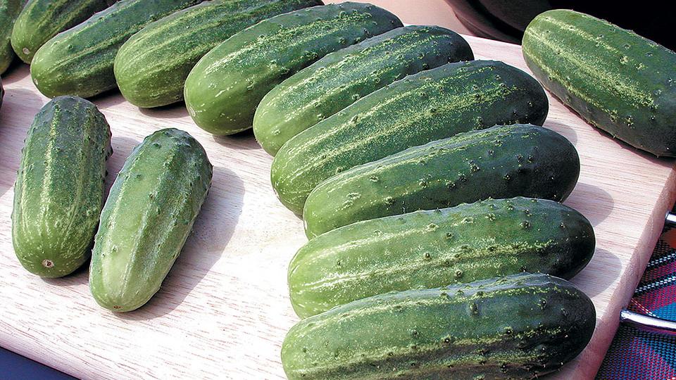 Avenger (Bejo Seeds | Gowan Seed Company)