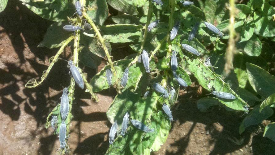 Blister beetles on potato plants