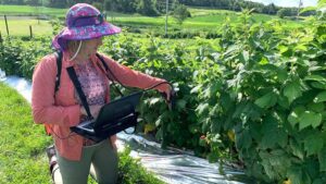 Plastic Mulches Prove Effective Against Spotted Wing Drosophila in Raspberry Crops