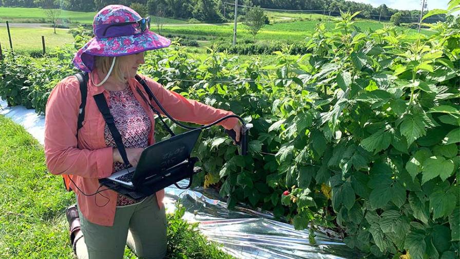 Measuring radiance of plastic mulch in raspberry crops