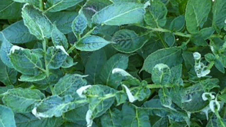 2,4-D injury on potato plants