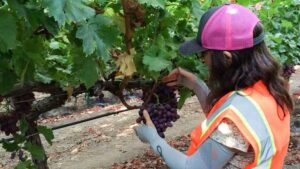 Suterra Acquires Crop Protection Product Lines and More From Vestaron