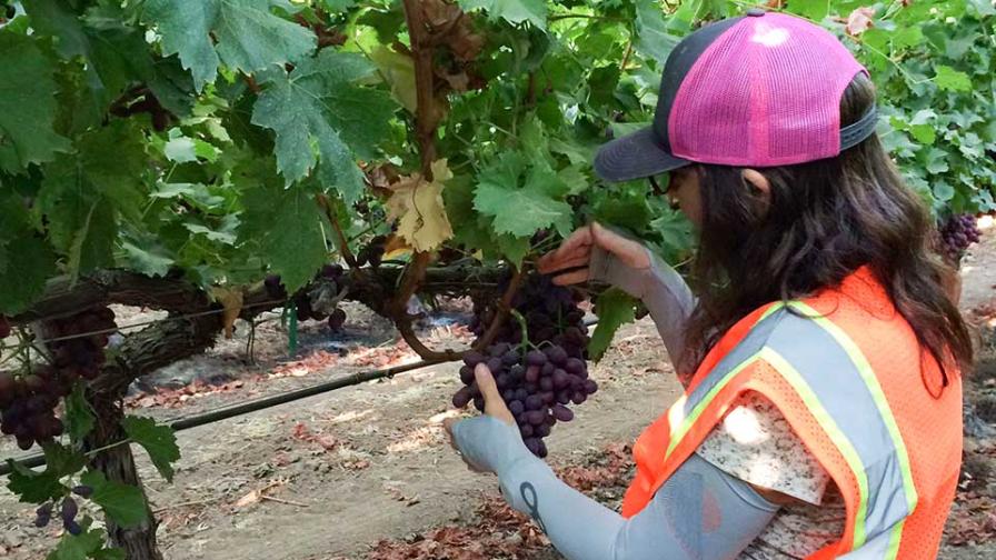 Suterra Acquires Crop Protection Product Lines and More From Vestaron