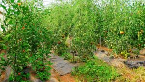 Pest Scouting and Sanitation Tips for Inside the Greenhouse
