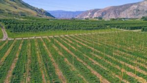 How Tree Fruit Nurseries Are Grappling With Change