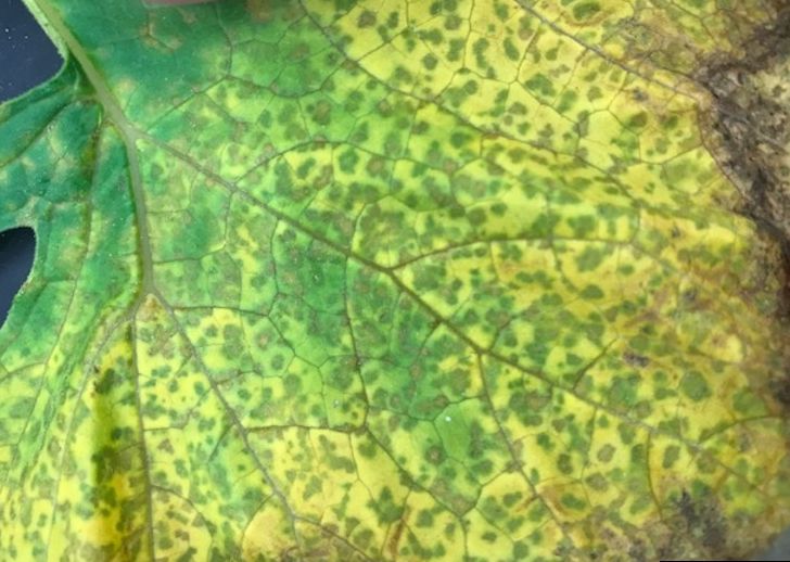 downy mildew