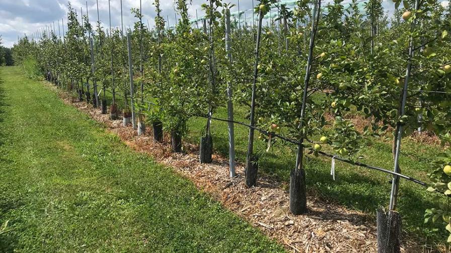 Organic Weed Control Strategies for Apple Growers