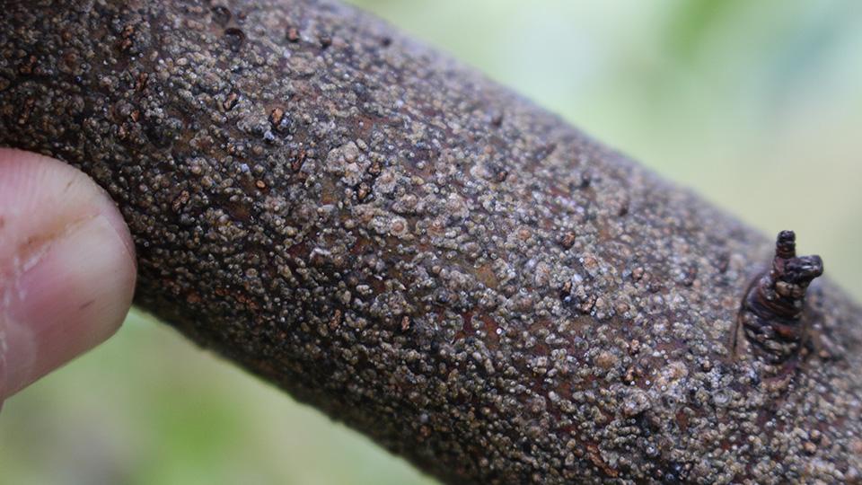 San Jose Scale on fruit tree branch