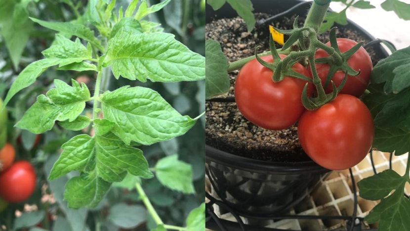 Breakthrough in Battle Against Tomato Brown Rugose Fruit Virus