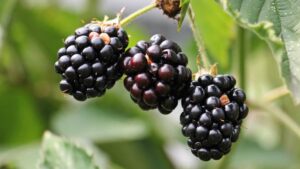 New Study Digs Into What It Costs To Grow Blackberries