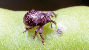 Protect Your Peas by Taking Control of Cowpea Curculio