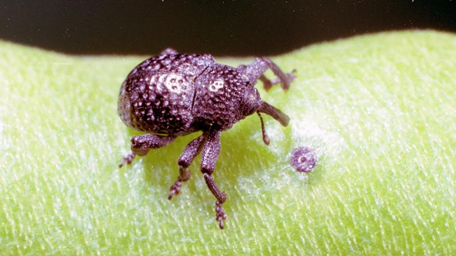 Protect Your Peas by Taking Control of Cowpea Curculio
