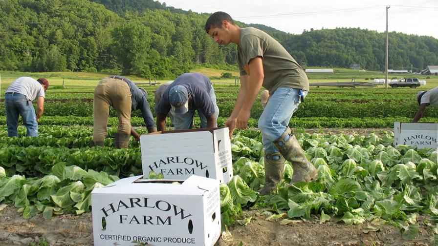 Harvest time at Harlow Farm