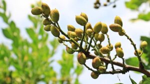 American Pistachio Growers Get $1 Million for Pest Management Collaboration