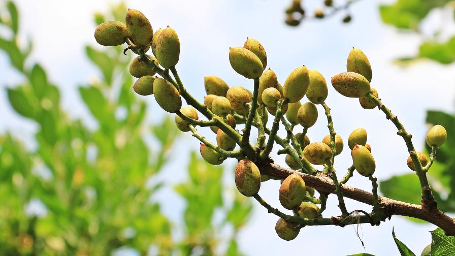 American Pistachio Growers Get $1 Million for Pest Management Collaboration