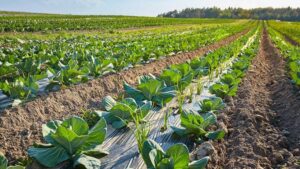 Yearly Review of Vegetable Growing Issues Is Always an Eye-Opener