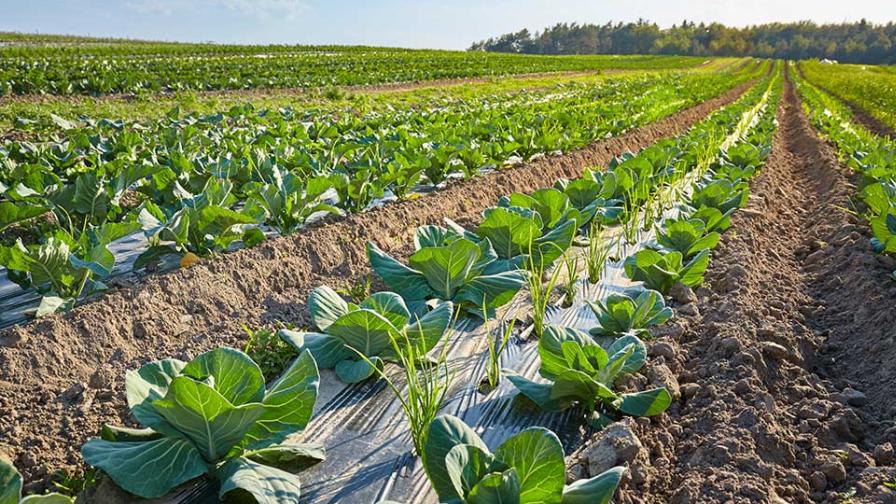 vegetables growing on plastic mulch