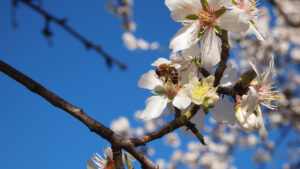 Why You Need To Plan New Almond Plantings Carefully