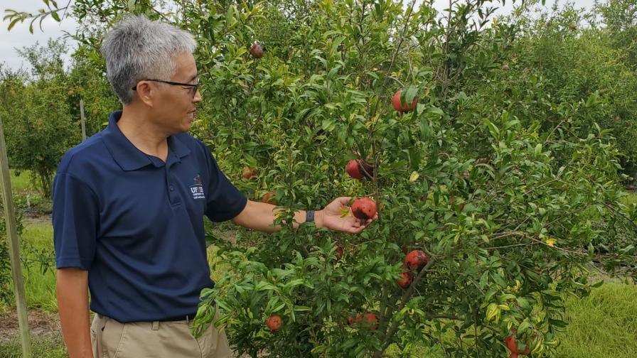 ‘Superfood’ Crop Still Looking for Its Place in the Sunshine State