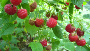 Staying Strong! 2024 State of the Fruit and Nut Industry Survey Results Are In