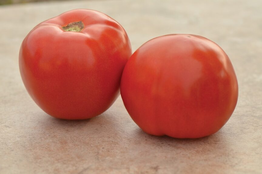 Roadster (Sakata Seed America, Rupp Seeds)