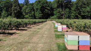 The Buzz on Beehive Quality for Better Berries