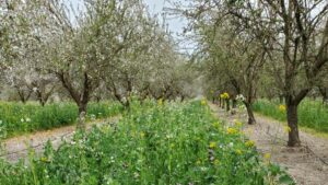Cover Your Bases for Optimal Almond Pollination