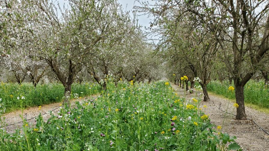 Cover Your Bases for Optimal Almond Pollination