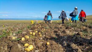 How a New Tool for Nitrogen Inputs in Potatoes Works
