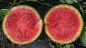 Take a Closer Look at Watermelon Vine Decline