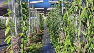 Vanilla and Turmeric Rise up as Greenhouse Herbs on the Grow